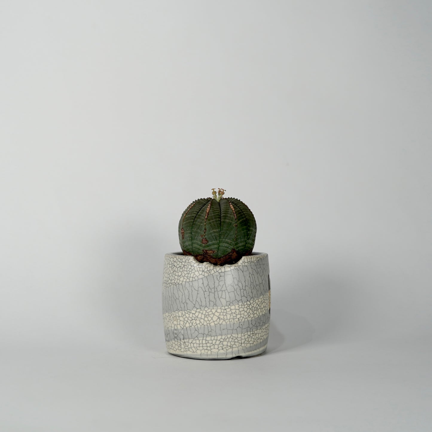Euphorbia obesa × “N/OH”POT  I