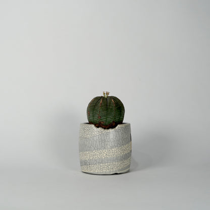 Euphorbia obesa × “N/OH”POT  I