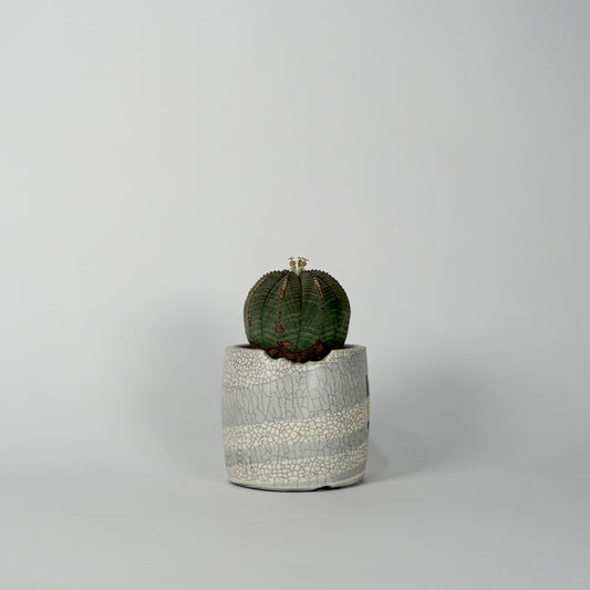 Euphorbia obesa × “N/OH”POT  I