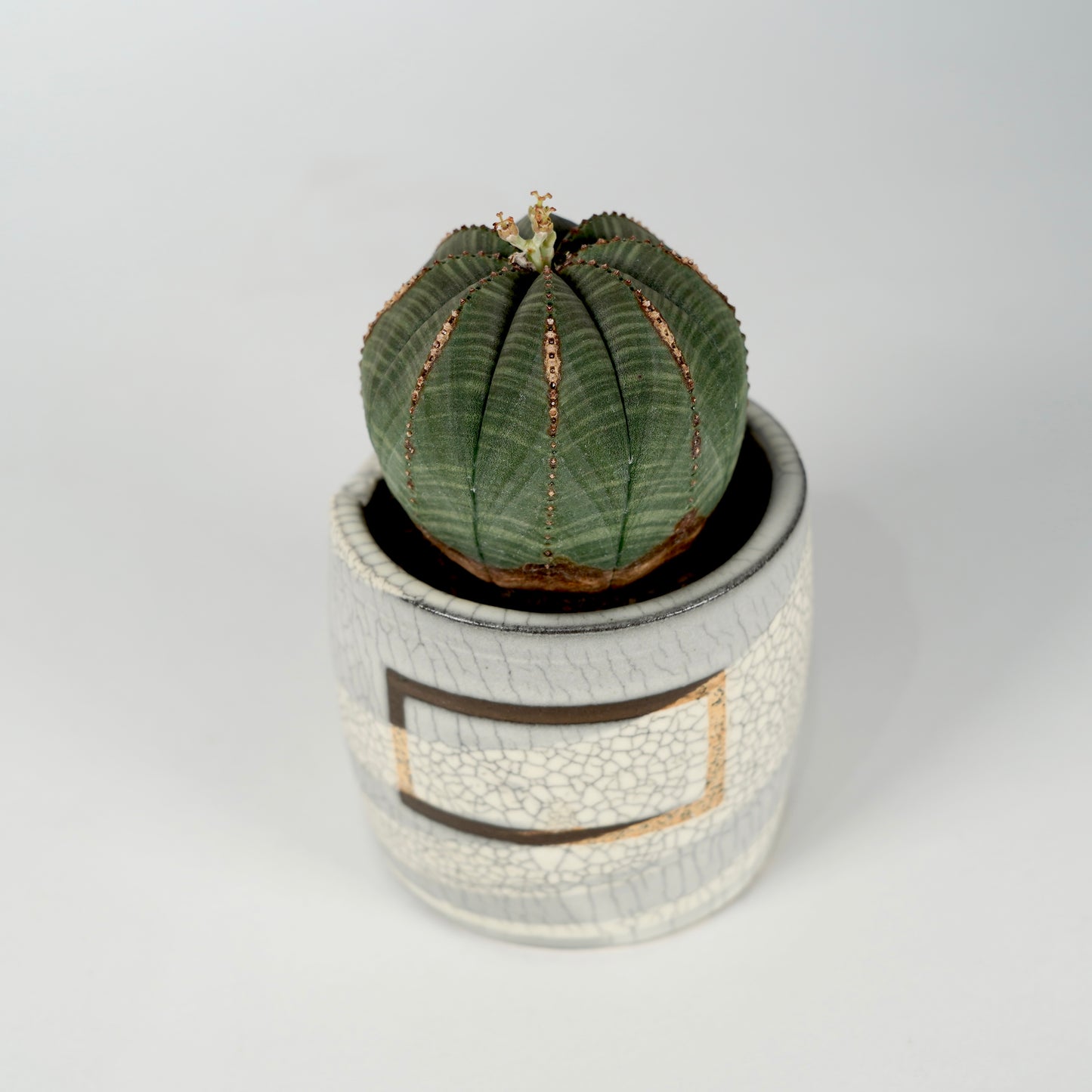 Euphorbia obesa × “N/OH”POT  I